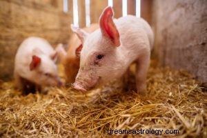 Wat betekent dromen over varkens 