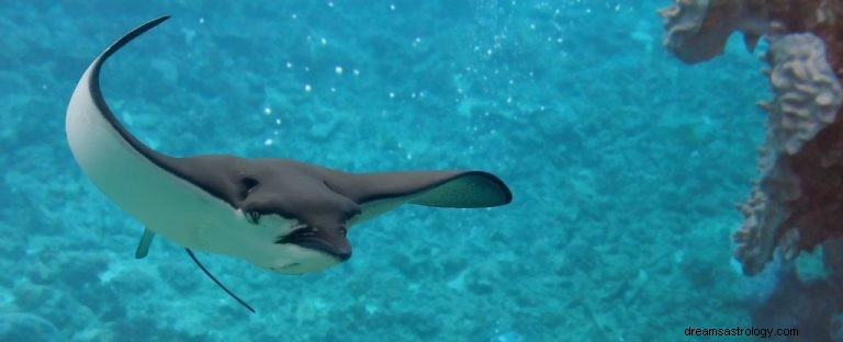 Stingray:Guida agli animali dello spirito, totem, simbolismo e significato 