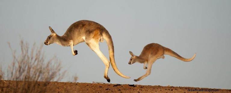 Känguru:Spirit Animal Guide, Totem, Symbolik und Bedeutung 