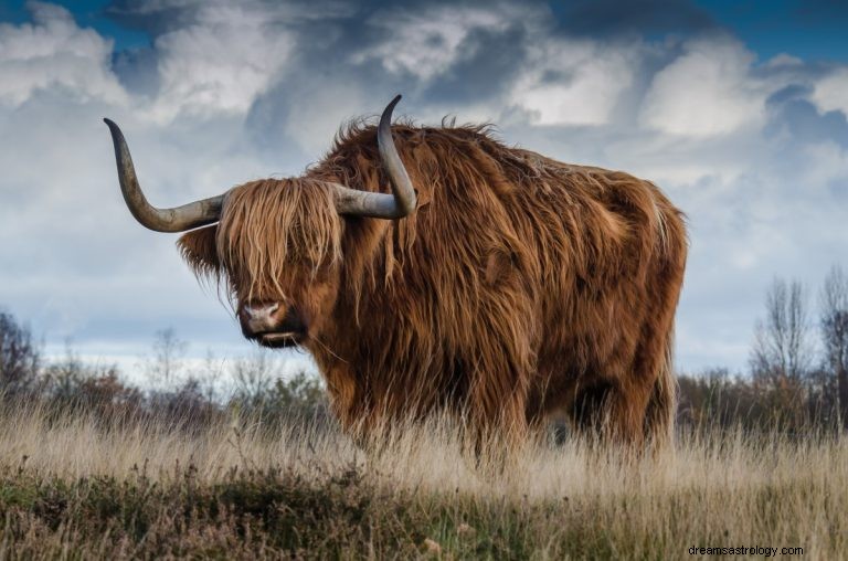 Que signifie rêver d un boeuf 