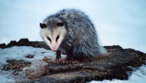 Was bedeutet es, über Opossums zu träumen? 