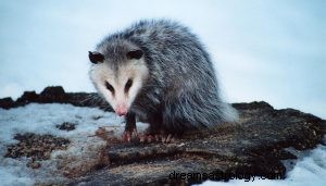 Τι σημαίνει να ονειρεύεσαι Possums; 