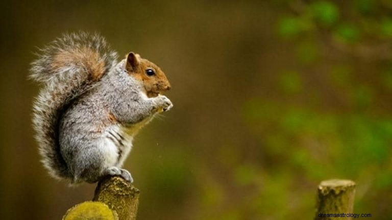 Was bedeutet es, über Eichhörnchen zu träumen? 