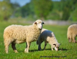 Wat betekent dromen over schapen? 