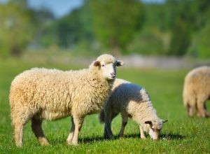 Co to znamená snít o ovcích? 