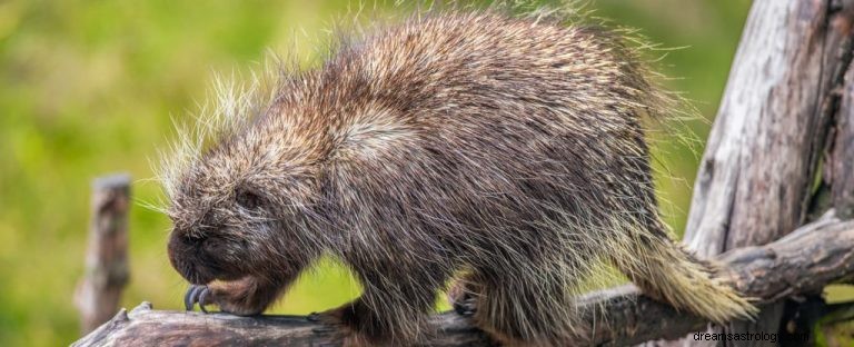 Porc-épic :guide des animaux spirituels, totem, symbolisme et signification 