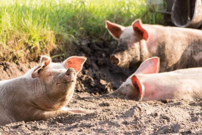 Cochon :guide des animaux spirituels, totem, symbolisme et signification 