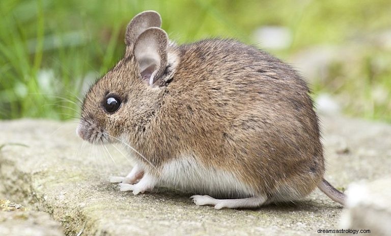 Ratón:Espíritu Animal Guía, Tótem, Simbolismo y Significado 