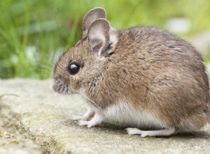 Ratón:Espíritu Animal Guía, Tótem, Simbolismo y Significado 