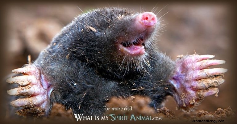 Mole:Spirit Animal Guide, Totem, Symbolism and Význam 