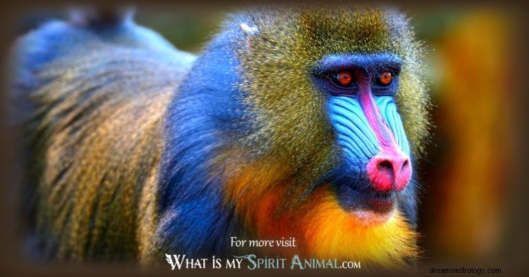 Mandrill:Guia Animal Espiritual, Totem, Simbolismo e Significado 