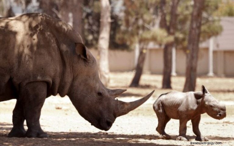 Rhinocerosについて夢を見るとはどういう意味ですか？ 