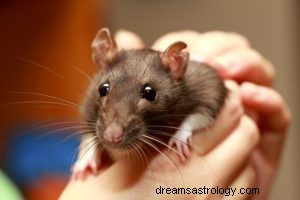 Rato:Guia Animal Espiritual, Totem, Simbolismo e Significado 