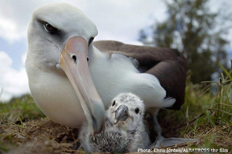 Albatros:Espíritu Animal Guía, Tótem, Simbolismo y Significado 