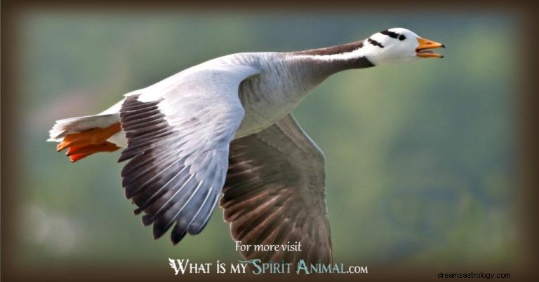 Snow Goose:Guia Animal Espiritual, Totem, Simbolismo e Significado 