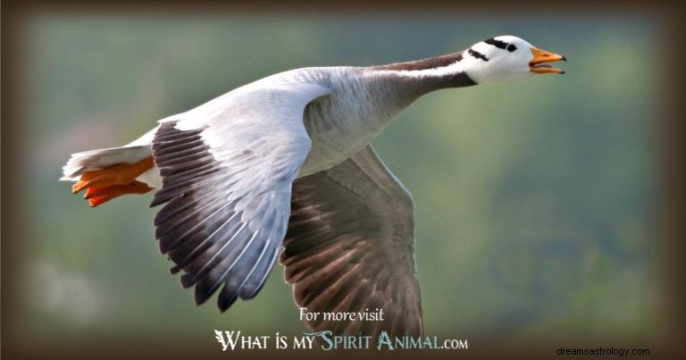 Snow Goose:Spirit Animal Guide, Totem, Symbolism and Význam 