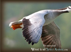 Snow Goose:Spirit Animal Guide, Totem, Symbolism and Význam 