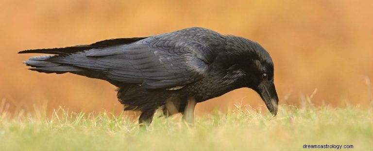 Raven:Spirit Animal Guide, Totem, Symbolik und Bedeutung 