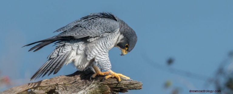 Falcon:Przewodnik Duchowych Zwierząt, Totem, Symbolika i Znaczenie 