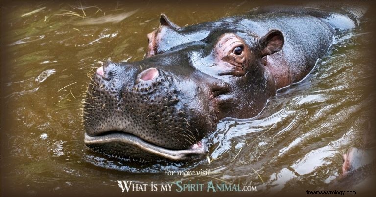 Hippo:Spirit Animal Guide, Totem, Symbolism and Význam 