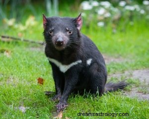 Tasmánský ďábel:Duchovní zvířecí průvodce, totem, symbolika a význam 