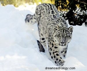 Snow Leopard:Spirit Animal Guide, totem, symboliek en betekenis 