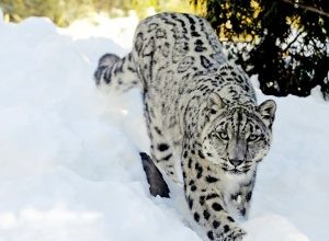 Leopardo de las Nieves:Guía Animal Espiritual, Tótem, Simbolismo y Significado 