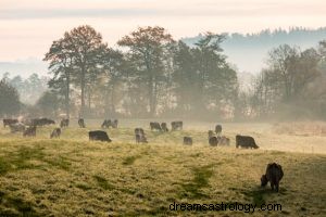 Krowa:Przewodnik po duchowych zwierzętach, totem, symbolika i znaczenie 