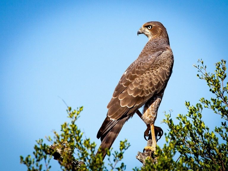 Vad betyder det att drömma om en falk? 