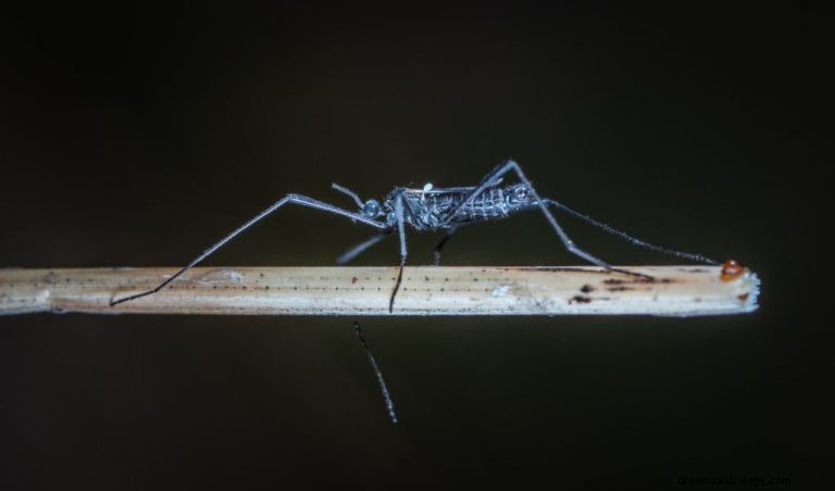 Vad betyder det att drömma om en mygga? 