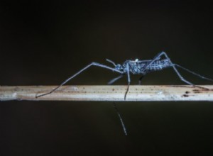 Was bedeutet es, über eine Mücke zu träumen? 