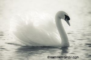 Swan:Spirit Animal, Totem, Symbolism and Meaning 