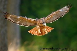 Hawk:Spirit Animal Guide, Totem, Symbolik und Bedeutung 