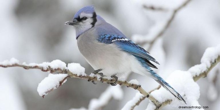 Blue Jay:Spirit Animal Guide, Totem, Symbolism and Meaning 