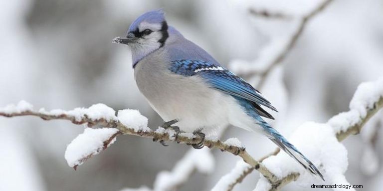 Blue Jay:Spirit Animal Guide, Totem, Symbolik und Bedeutung 