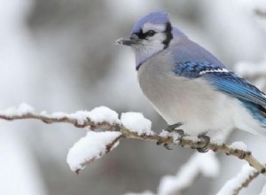 Blue Jay:Przewodnik po duchowych zwierzętach, totem, symbolika i znaczenie 
