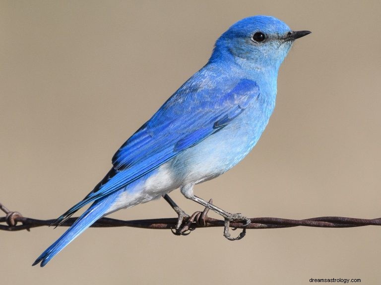 Bluebird:Duchovní zvíře, totem, symbolismus a význam 