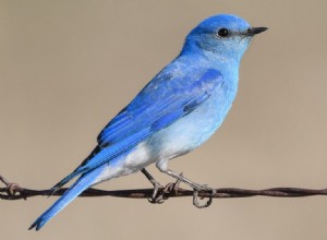 Bluebird:Krafttier, Totem, Symbolik und Bedeutung 