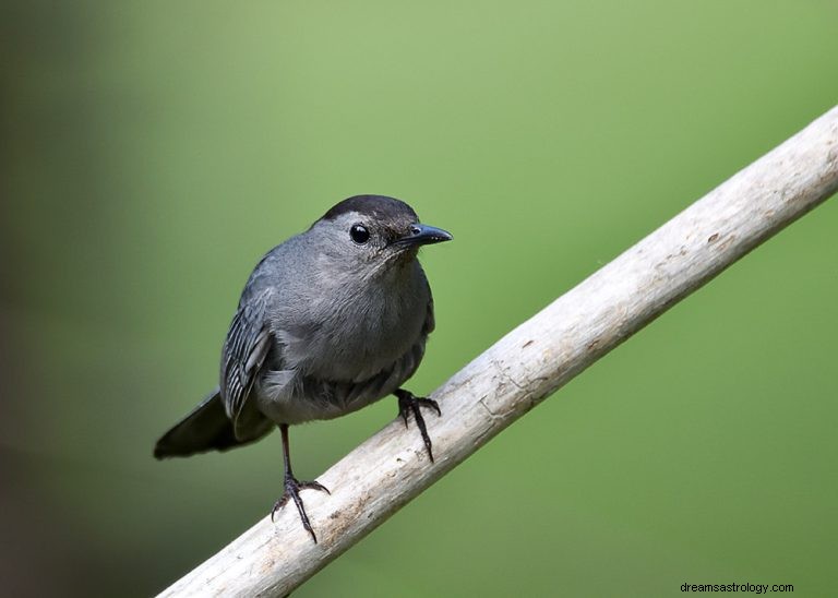 Catbird:Andedjur, totem, symbolik och mening 