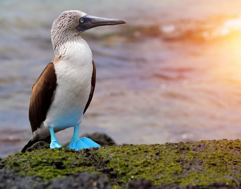 Atobá de patas azuis:animal espiritual, totem, simbolismo e significado 