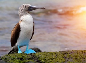 Blue-footed Booby:Spirit Animal, Totem, Symbolism and Meaning 