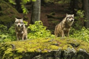 Wolf:Krafttier, Totem, Symbolik und Bedeutung 