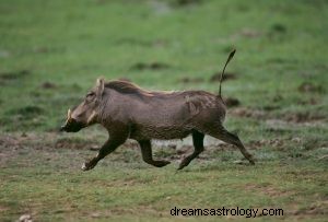 Warthog:Spirit Animal, Totem, Symboliek en Betekenis 