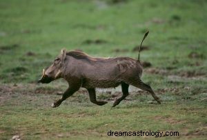 Warthog:spirito animale, totem, simbolismo e significato 