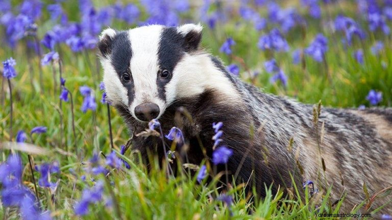 Badger:geestdier, totem, symboliek en betekenis 