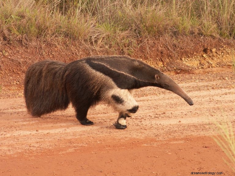 Oso Hormiguero:Espíritu Animal, Tótem, Simbolismo y Significado 