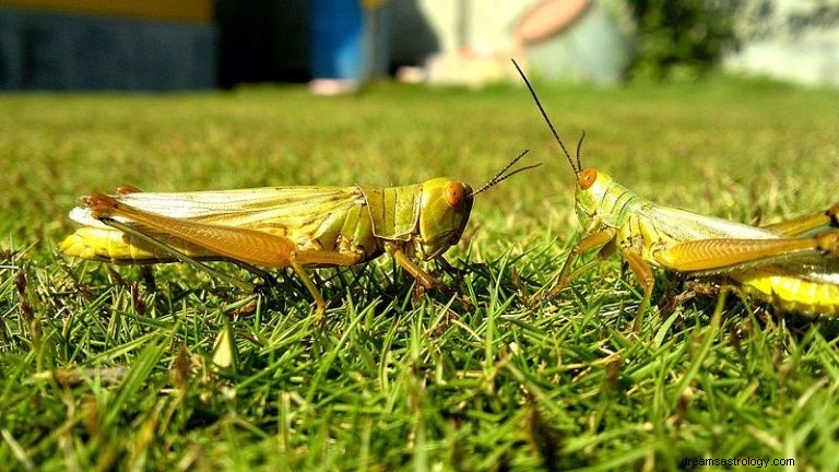 Cricket och gräshoppa:Andedjur, totem, symbolik och mening 