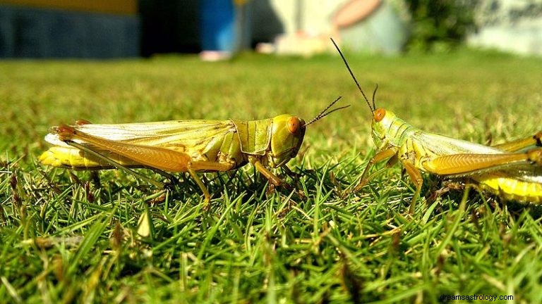 Cricket et sauterelle :animal spirituel, totem, symbolisme et signification 