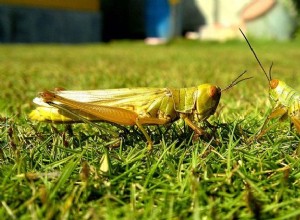 Kriket a kobylka:Duchovní zvíře, totem, symbolika a význam 