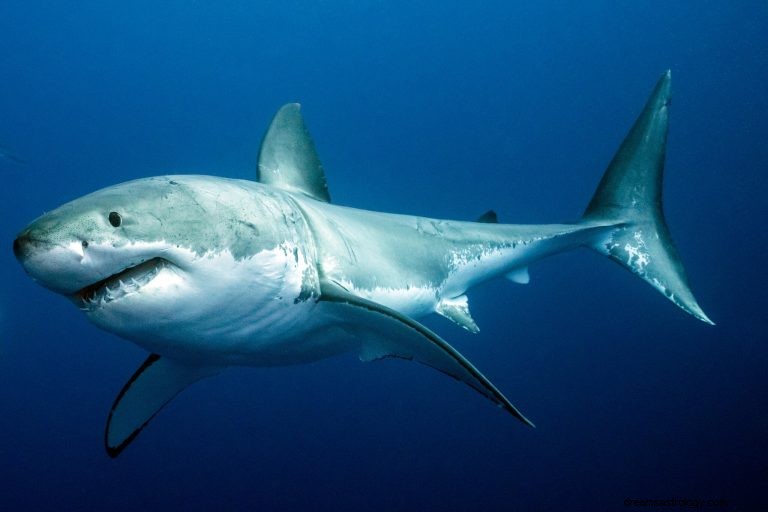 Žralok:Duchovní zvíře, Totem, Symbolismus a Význam 